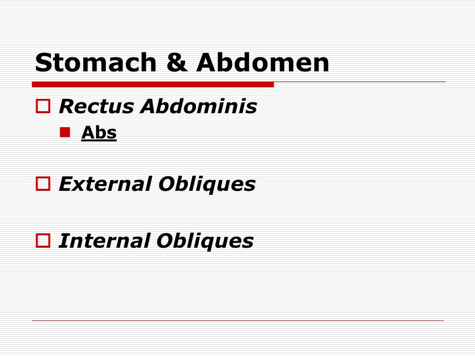 Stomach & Abdomen  Rectus Abdominis Abs  External Obliques  Internal Obliques