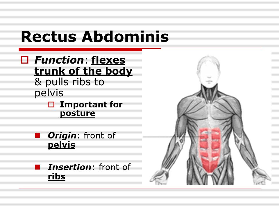 Rectus Abdominis  Function: flexes trunk of the body & pulls ribs to pelvis  Important for posture Origin: front of pelvis Insertion: front of ribs