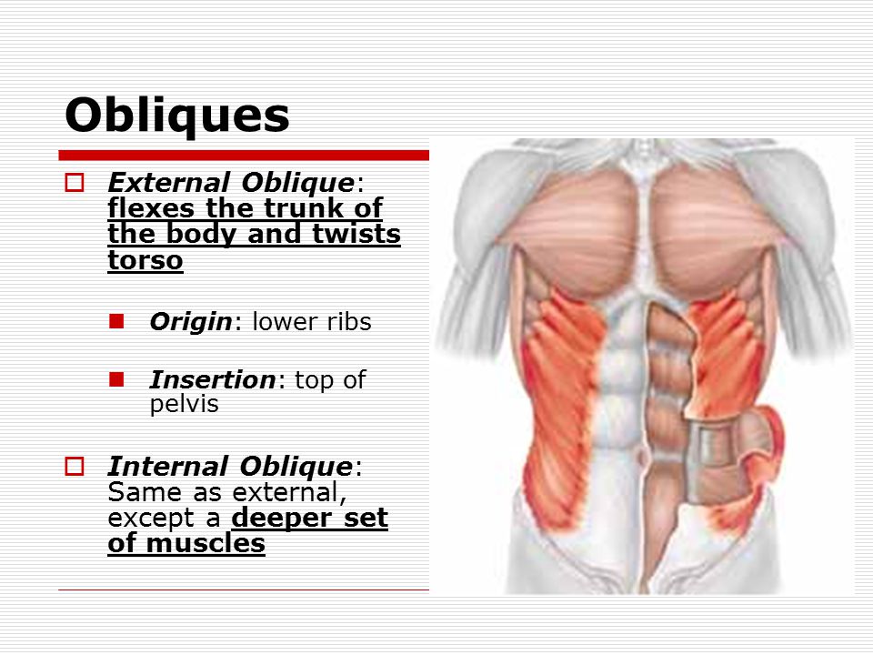 Obliques  External Oblique: flexes the trunk of the body and twists torso Origin: lower ribs Insertion: top of pelvis  Internal Oblique: Same as external, except a deeper set of muscles