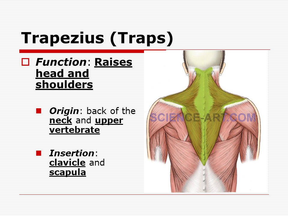 Trapezius (Traps)  Function: Raises head and shoulders Origin: back of the neck and upper vertebrate Insertion: clavicle and scapula