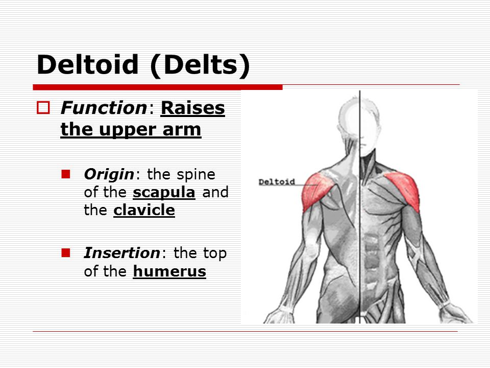 Deltoid (Delts)  Function: Raises the upper arm Origin: the spine of the scapula and the clavicle Insertion: the top of the humerus
