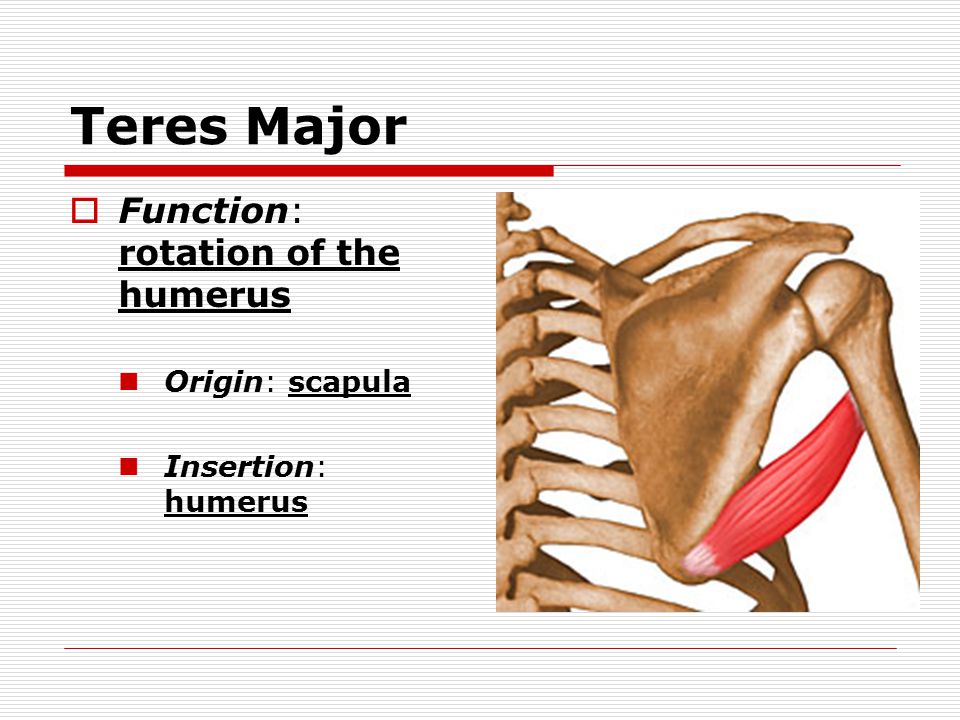 Teres Major  Function: rotation of the humerus Origin: scapula Insertion: humerus