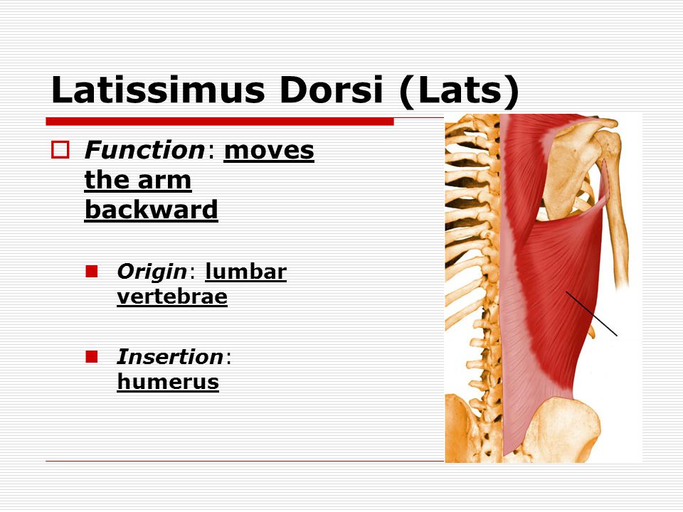 Latissimus Dorsi (Lats)  Function: moves the arm backward Origin: lumbar vertebrae Insertion: humerus