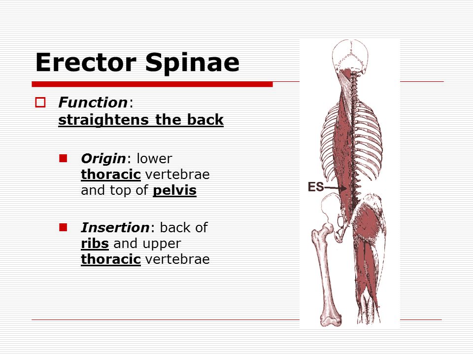Erector Spinae  Function: straightens the back Origin: lower thoracic vertebrae and top of pelvis Insertion: back of ribs and upper thoracic vertebrae
