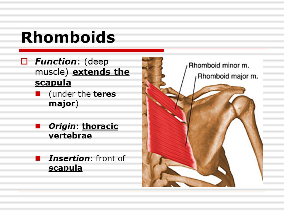 Rhomboids  Function: (deep muscle) extends the scapula (under the teres major) Origin: thoracic vertebrae Insertion: front of scapula