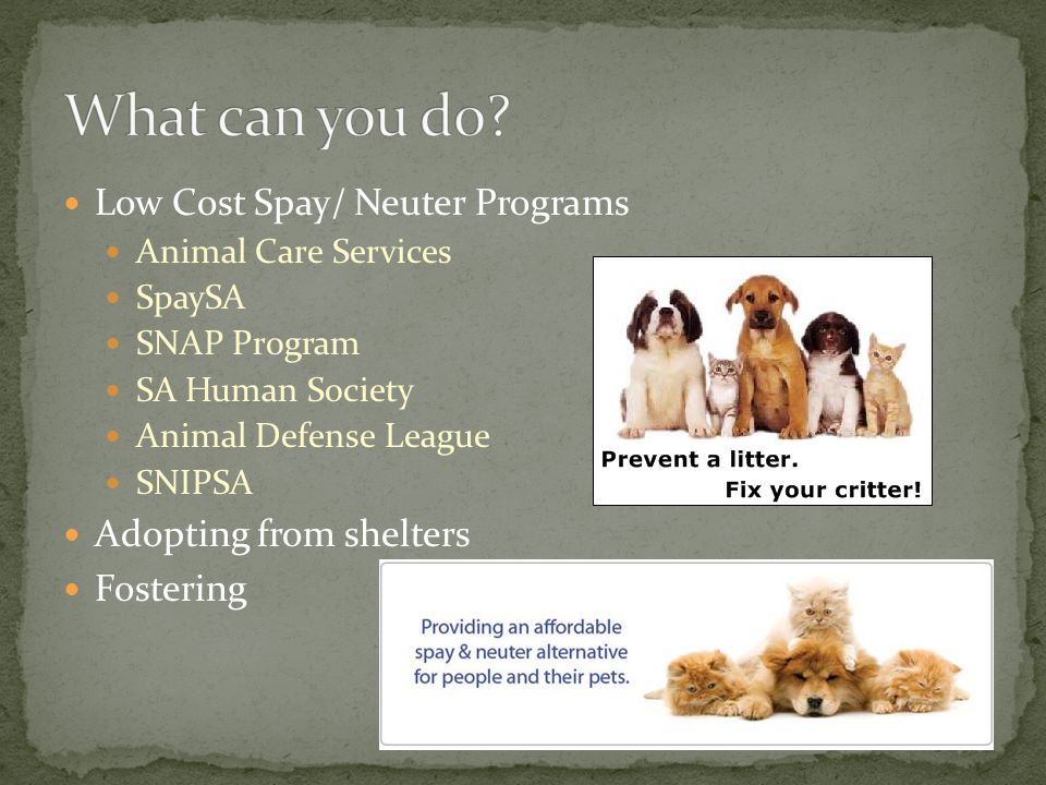 Low Cost Spay/ Neuter Programs Animal Care Services SpaySA SNAP Program SA Human Society Animal Defense League SNIPSA Adopting from shelters Fostering