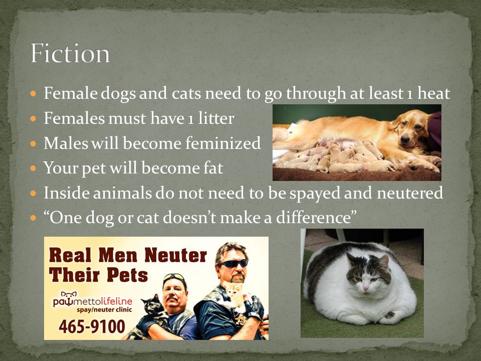 Female dogs and cats need to go through at least 1 heat Females must have 1 litter Males will become feminized Your pet will become fat Inside animals do not need to be spayed and neutered One dog or cat doesn’t make a difference