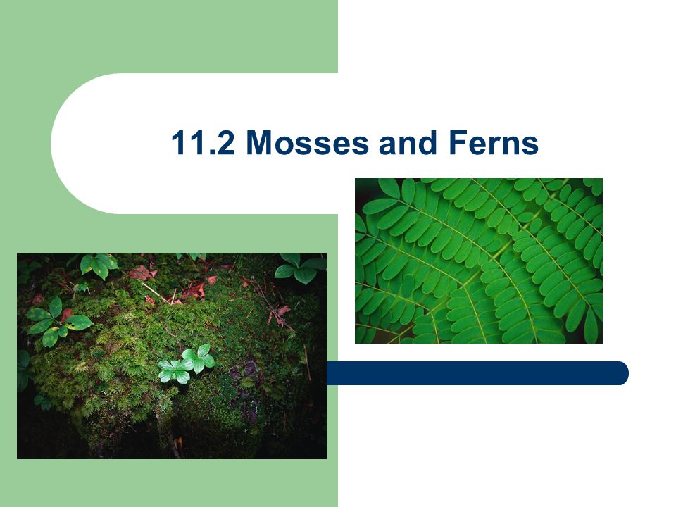 11.2 Mosses and Ferns
