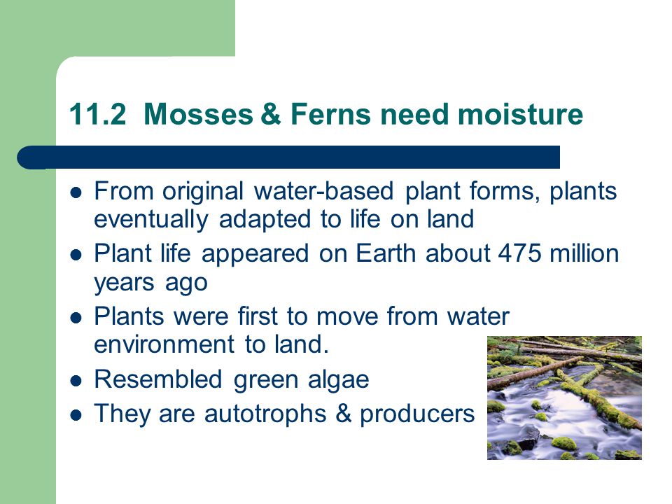 11.2 Mosses & Ferns need moisture From original water-based plant forms, plants eventually adapted to life on land Plant life appeared on Earth about 475 million years ago Plants were first to move from water environment to land.