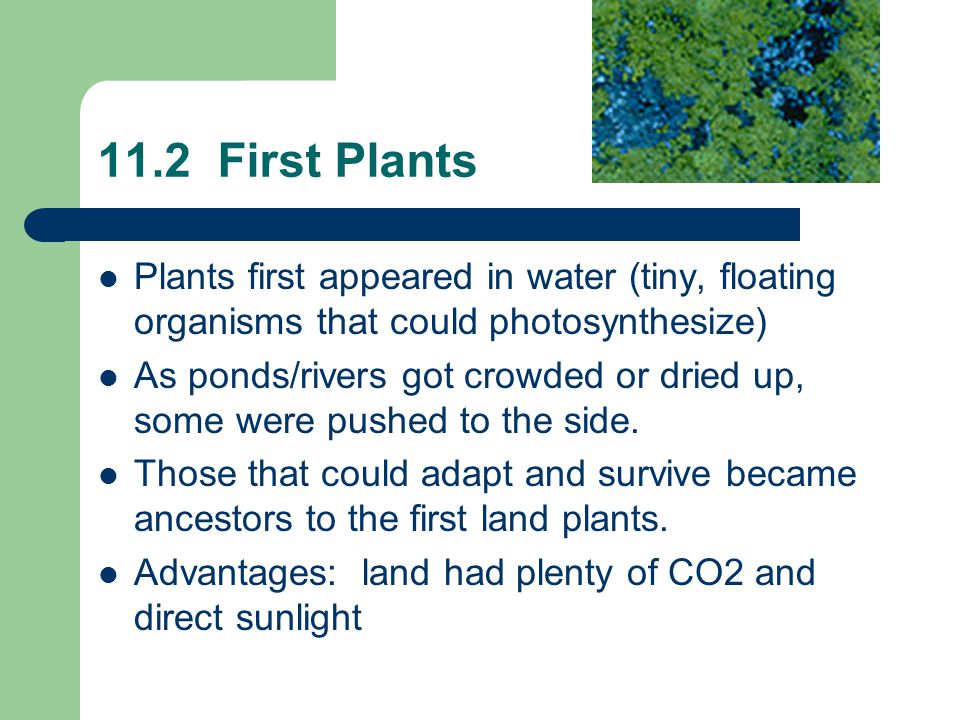 11.2 First Plants Plants first appeared in water (tiny, floating organisms that could photosynthesize) As ponds/rivers got crowded or dried up, some were pushed to the side.