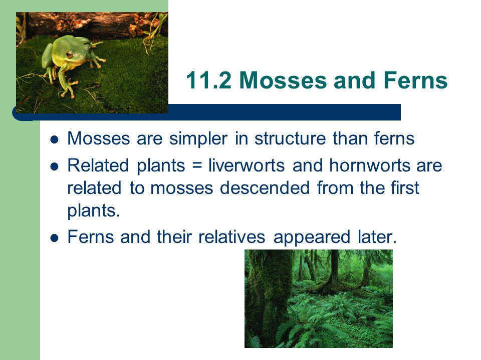 11.2 Mosses and Ferns Mosses are simpler in structure than ferns Related plants = liverworts and hornworts are related to mosses descended from the first plants.