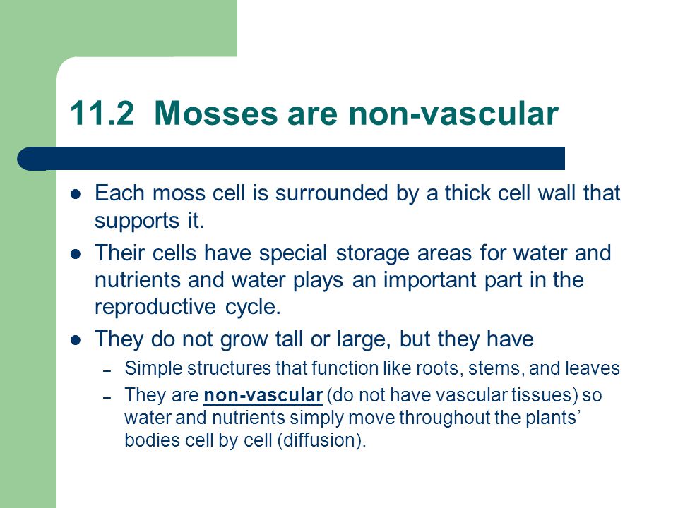 11.2 Mosses are non-vascular Each moss cell is surrounded by a thick cell wall that supports it.
