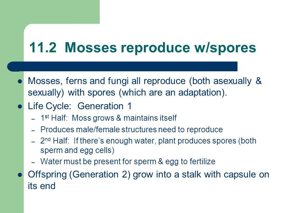 11.2 Mosses reproduce w/spores Mosses, ferns and fungi all reproduce (both asexually & sexually) with spores (which are an adaptation).