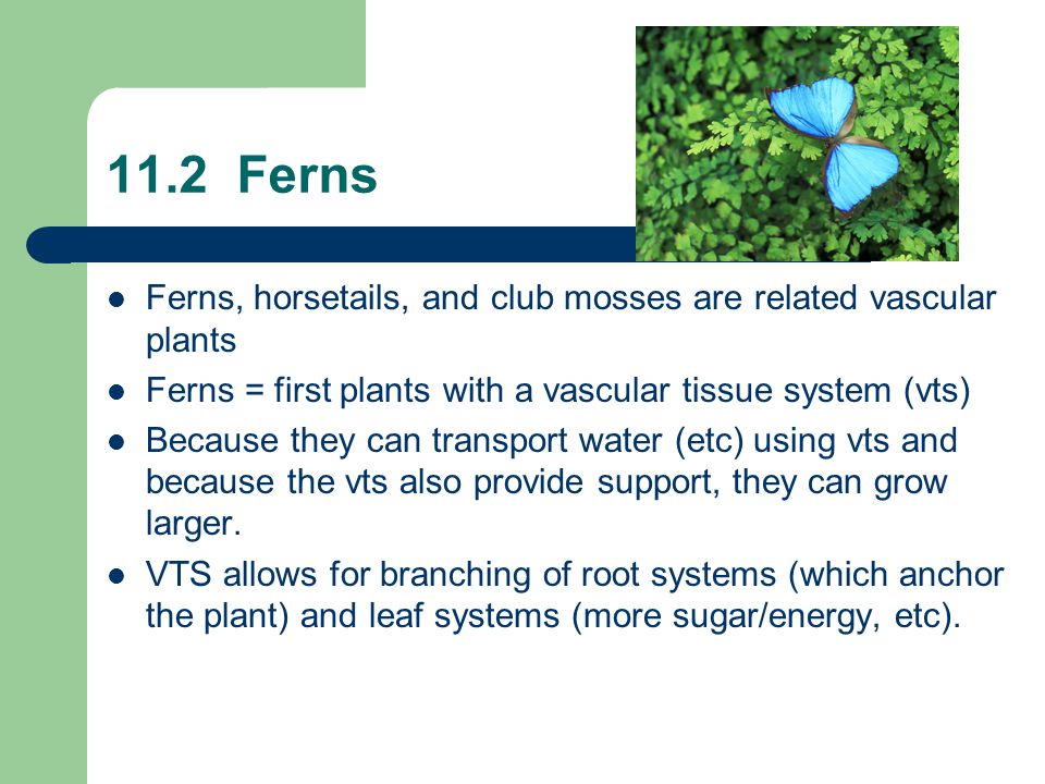 11.2 Ferns Ferns, horsetails, and club mosses are related vascular plants Ferns = first plants with a vascular tissue system (vts) Because they can transport water (etc) using vts and because the vts also provide support, they can grow larger.