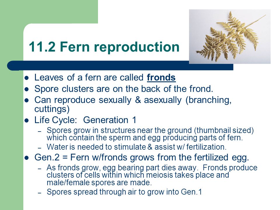 11.2 Fern reproduction Leaves of a fern are called fronds Spore clusters are on the back of the frond.