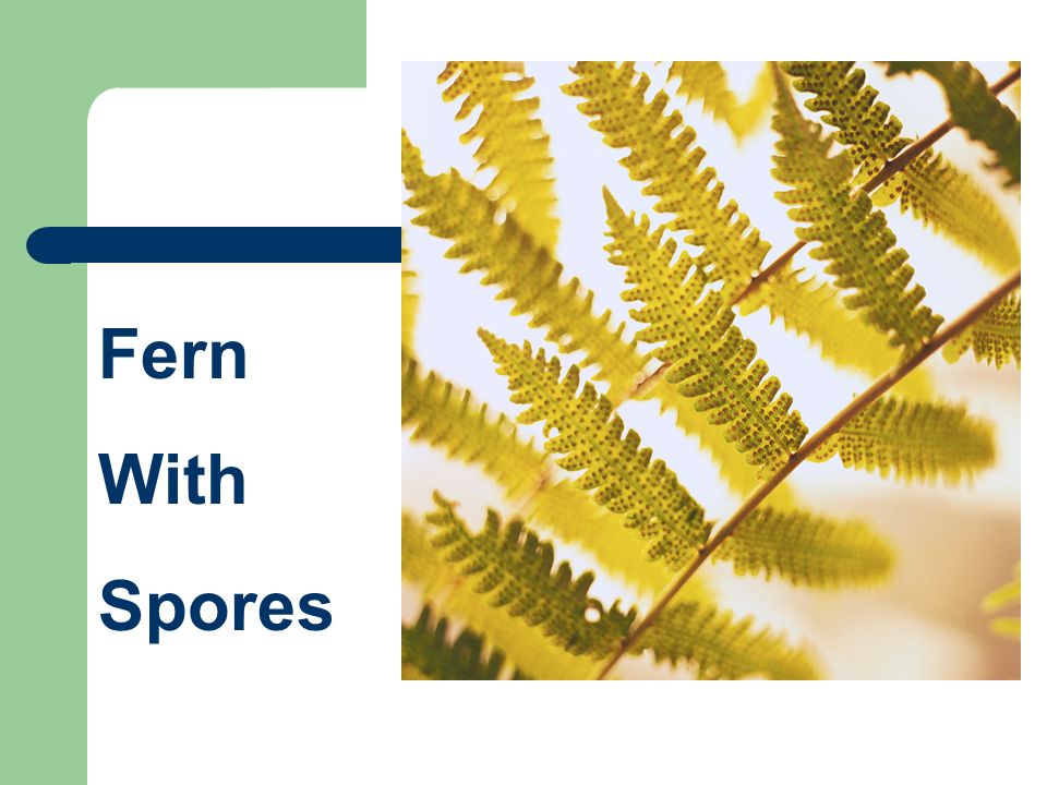 Fern With Spores