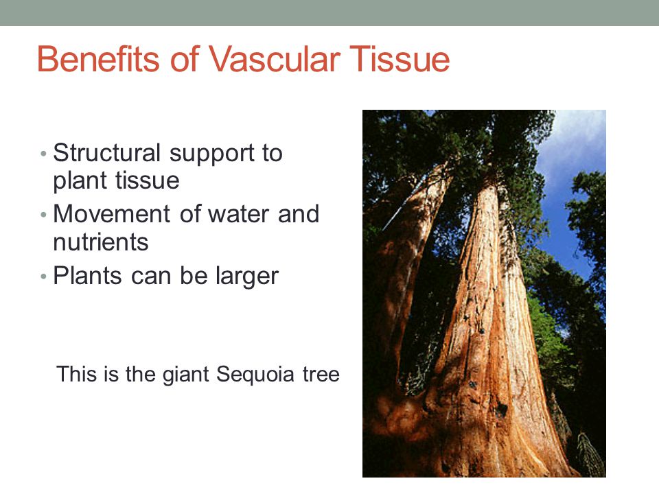 What is Vascular Tissue .