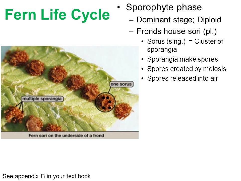 Sporophyte phase –Dominant stage; Diploid –Fronds house sori (pl.) Sorus (sing.) = Cluster of sporangia See appendix B in your text book Fern Life Cycle