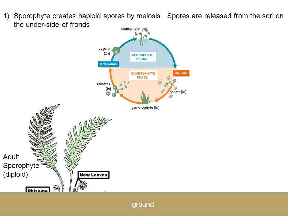 Sporophyte phase –Dominant stage; Diploid –Fronds house sori (pl.) Sorus (sing.) = Cluster of sporangia Sporangia make spores Spores created by meiosis Spores released into air Gametophyte phase –Spore grows into prothallus –Prothallus contains: Archegonium: produces female egg Antheridium: produces male sperm Sperm swims to fertilize the egg Fertilization restarts sporophyte stage See appendix B in your text book