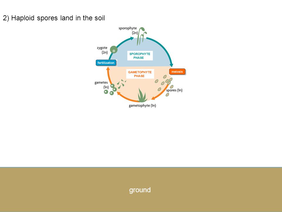 Adult Sporophyte (diploid).... 1)Sporophyte creates haploid spores by meiosis.