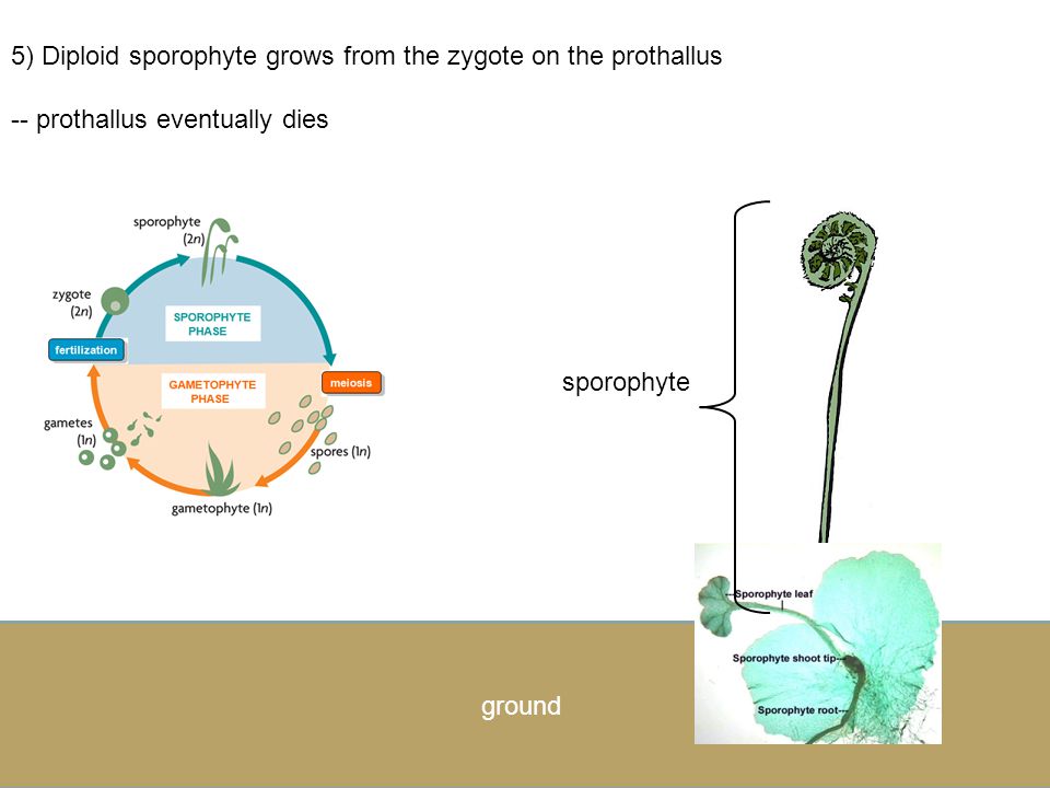4) Sperm swim through water from the antheridia (XY) to the archegonia (XX) Let’s zoom back out zygote