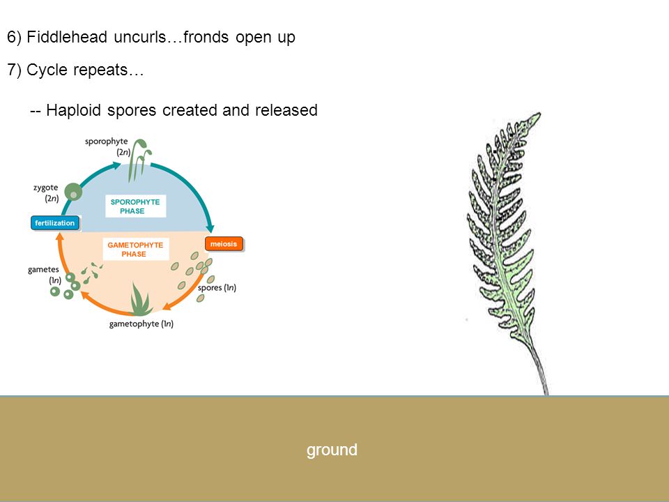 ground 5) Diploid sporophyte grows from the zygote on the prothallus -- prothallus eventually dies sporophyte