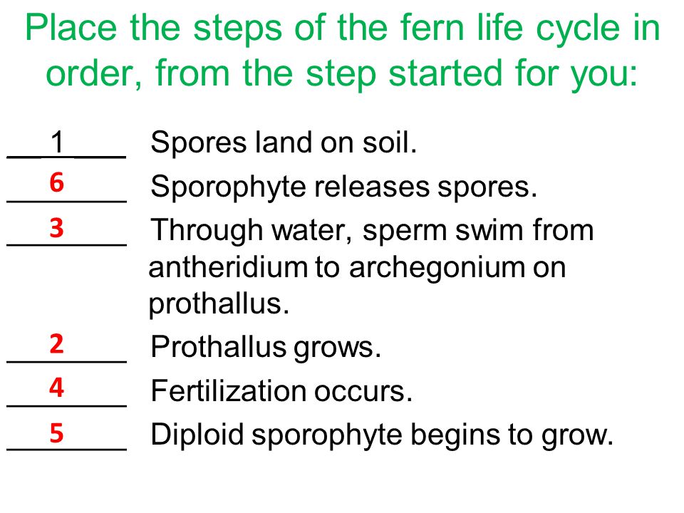 6) Fiddlehead uncurls…fronds open up ground 7) Cycle repeats… -- Haploid spores created and released....