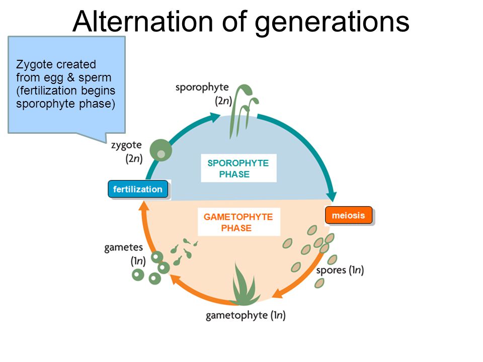 Alternation of generations Defined: Plants alternate between a diploid organism and a haploid organism