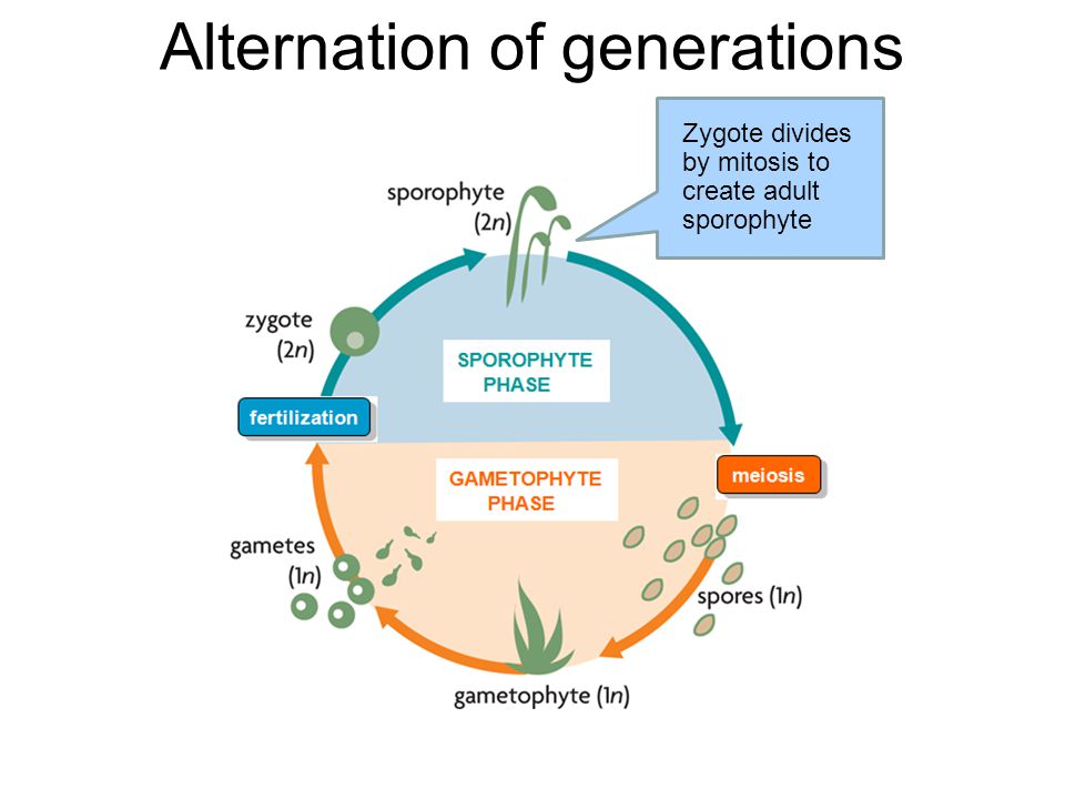 Alternation of generations Zygote created from egg & sperm (fertilization begins sporophyte phase)