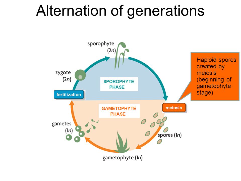 Alternation of generations Zygote divides by mitosis to create adult sporophyte