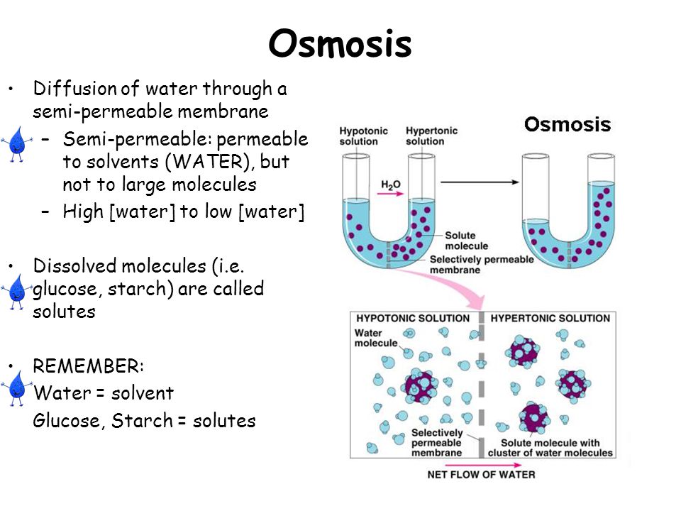 an analysis of the diffusion of water molecules in osmosis an analysis of the diffusion of water molecules in osmosis