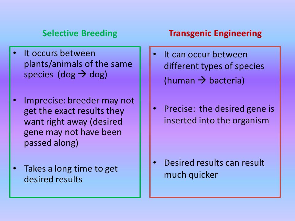Selective Breeding It occurs between plants/animals of the same species (dog  dog) Imprecise: breeder may not get the exact results they want right away (desired gene may not have been passed along) Takes a long time to get desired results Transgenic Engineering It can occur between different types of species (human  bacteria) Precise: the desired gene is inserted into the organism Desired results can result much quicker