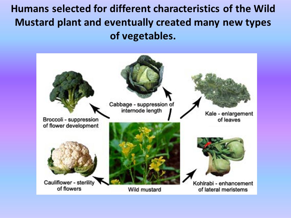 Humans selected for different characteristics of the Wild Mustard plant and eventually created many new types of vegetables.