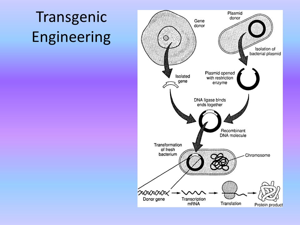 Transgenic Engineering