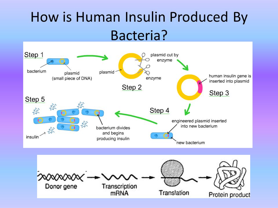 How is Human Insulin Produced By Bacteria