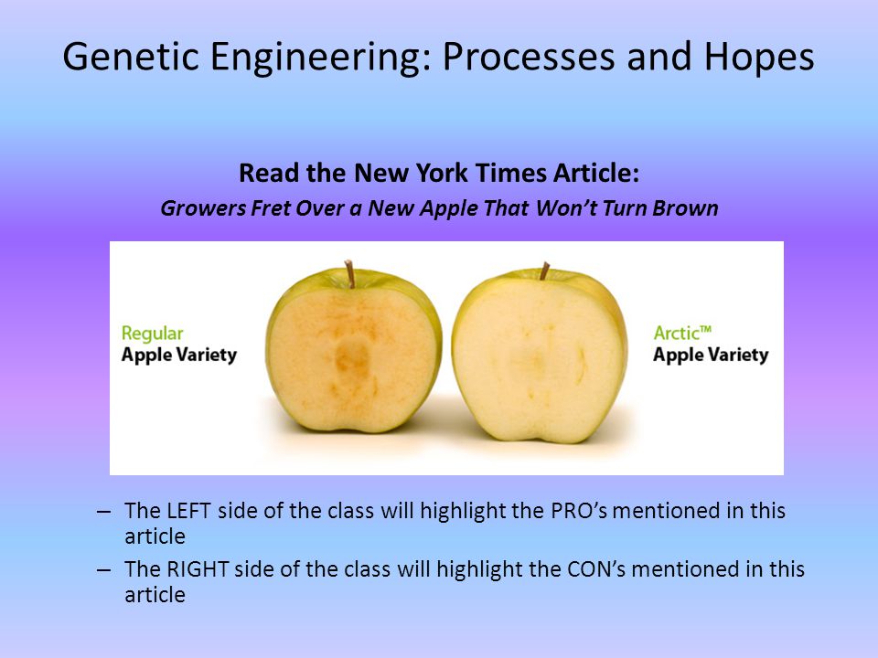 Genetic Engineering: Processes and Hopes Read the New York Times Article: Growers Fret Over a New Apple That Won’t Turn Brown – The LEFT side of the class will highlight the PRO’s mentioned in this article – The RIGHT side of the class will highlight the CON’s mentioned in this article