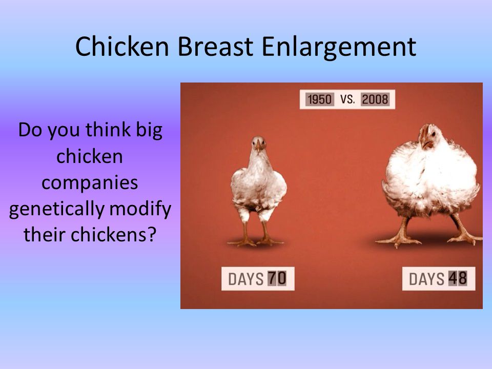 Chicken Breast Enlargement Do you think big chicken companies genetically modify their chickens