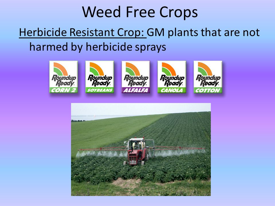 Weed Free Crops Herbicide Resistant Crop: GM plants that are not harmed by herbicide sprays