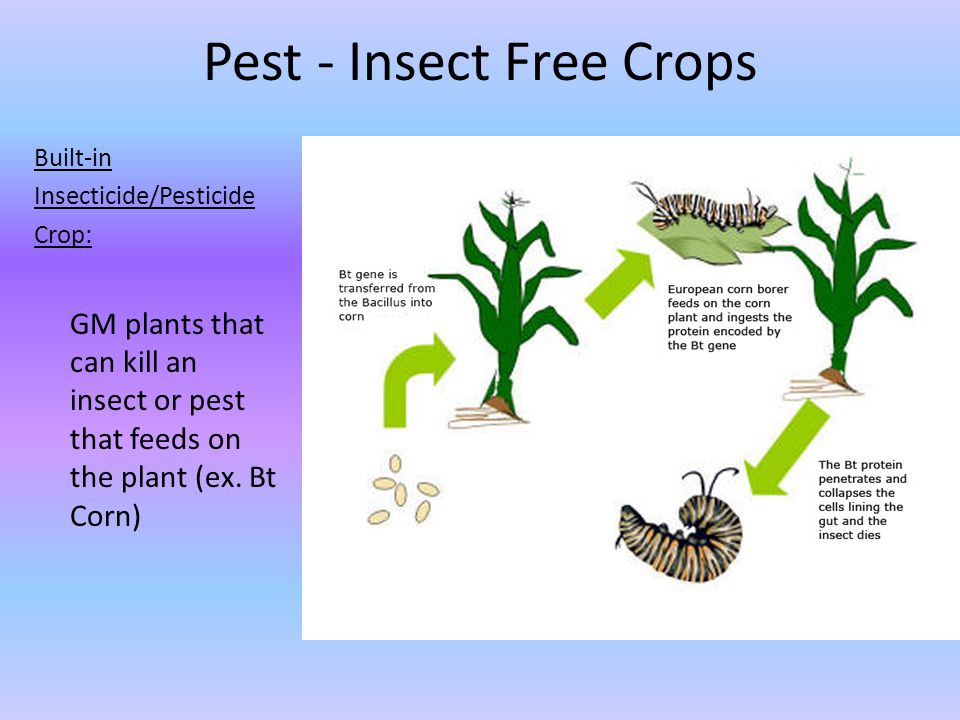 Pest - Insect Free Crops Built-in Insecticide/Pesticide Crop: GM plants that can kill an insect or pest that feeds on the plant (ex.