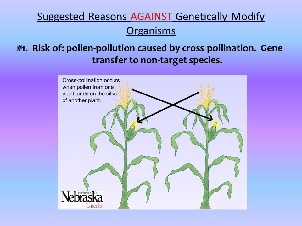 #1. Risk of: pollen-pollution caused by cross pollination.