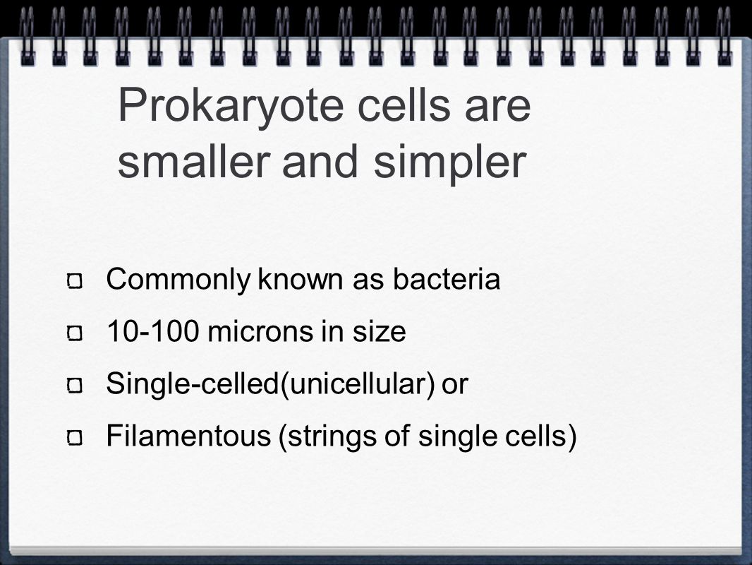 Prokaryote cells are smaller and simpler Commonly known as bacteria microns in size Single-celled(unicellular) or Filamentous (strings of single cells)