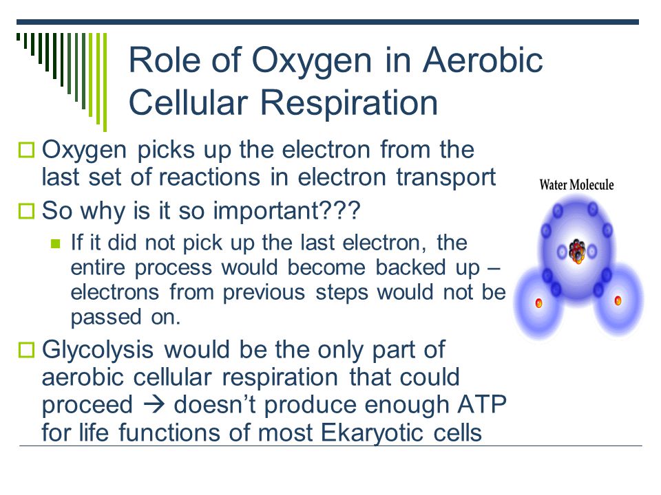 What is the role of oxygen in aerobic respiration?