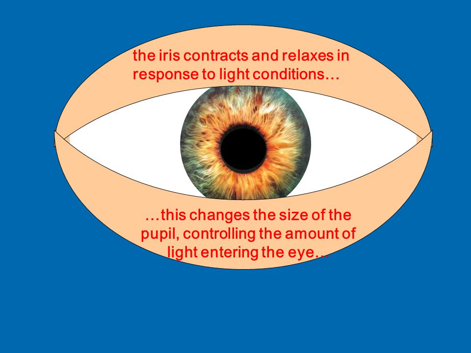 sensory system 1b3 sensory system ob30locate the main parts of the the amount of light entering the eye is regulated by the size of the