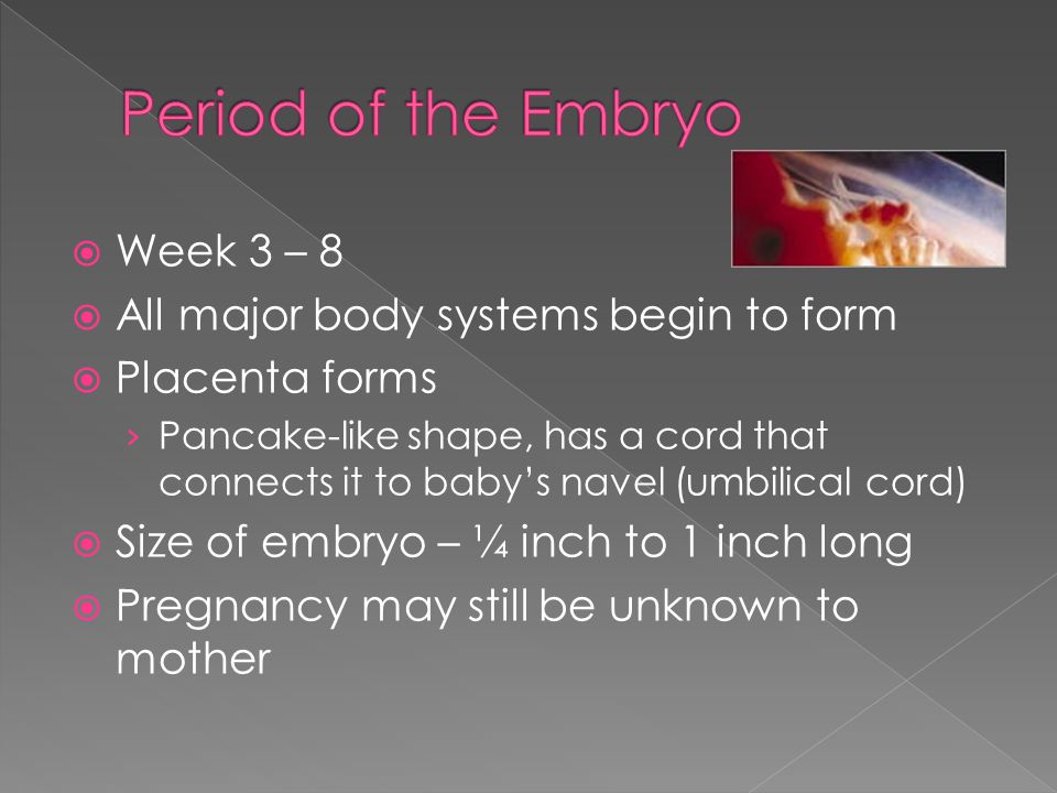  Week 3 – 8  All major body systems begin to form  Placenta forms › Pancake-like shape, has a cord that connects it to baby’s navel (umbilical cord)  Size of embryo – ¼ inch to 1 inch long  Pregnancy may still be unknown to mother