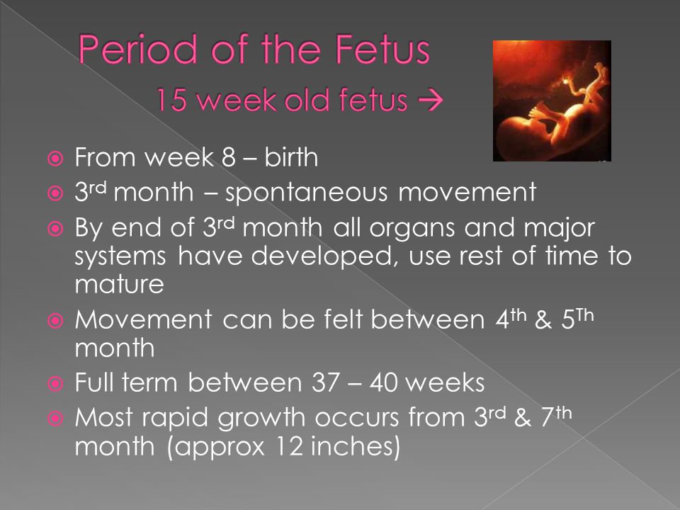  From week 8 – birth  3 rd month – spontaneous movement  By end of 3 rd month all organs and major systems have developed, use rest of time to mature  Movement can be felt between 4 th & 5 Th month  Full term between 37 – 40 weeks  Most rapid growth occurs from 3 rd & 7 th month (approx 12 inches)