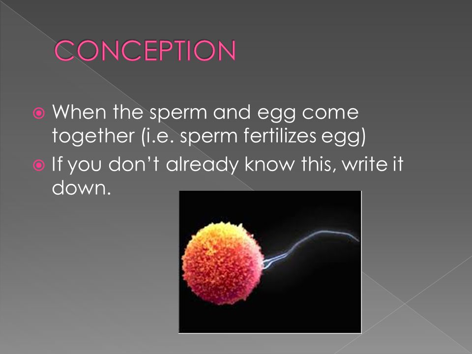  When the sperm and egg come together (i.e.