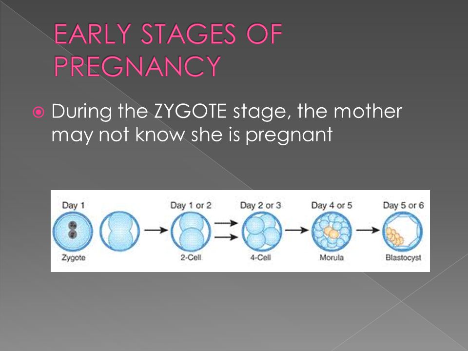  During the ZYGOTE stage, the mother may not know she is pregnant