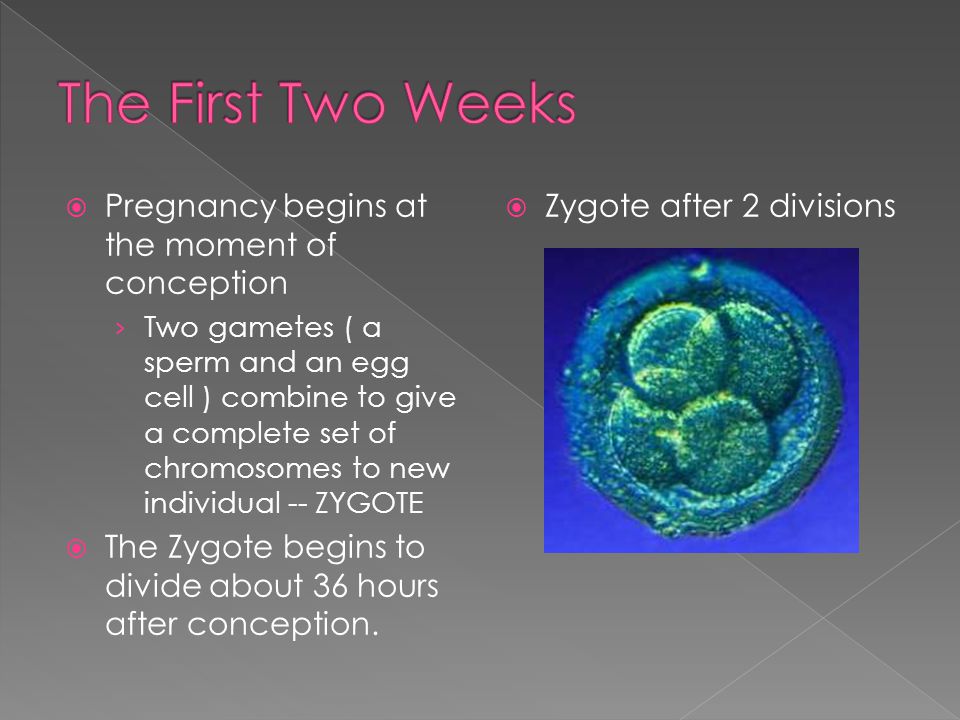  Pregnancy begins at the moment of conception › Two gametes ( a sperm and an egg cell ) combine to give a complete set of chromosomes to new individual -- ZYGOTE  The Zygote begins to divide about 36 hours after conception.