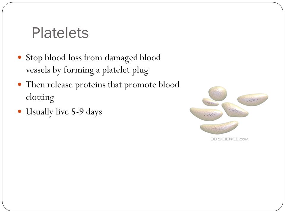 Platelets Stop blood loss from damaged blood vessels by forming a platelet plug Then release proteins that promote blood clotting Usually live 5-9 days