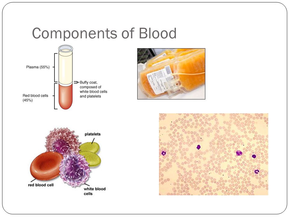 Components of Blood
